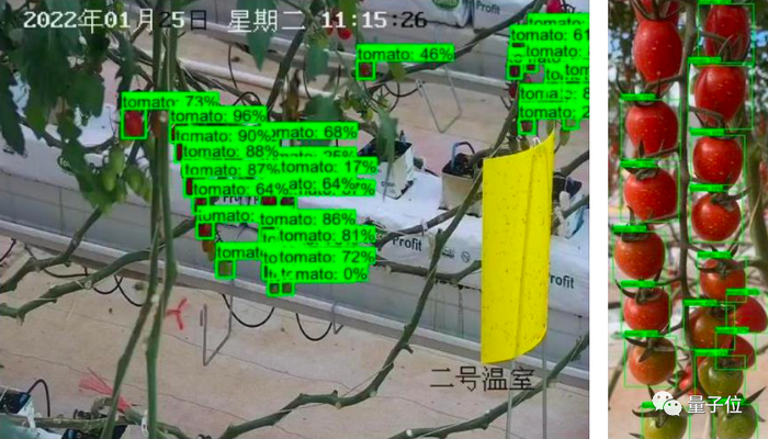 △YOLO V3网络识别番茄不同生长状态