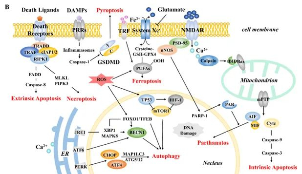 数据库 html select级联