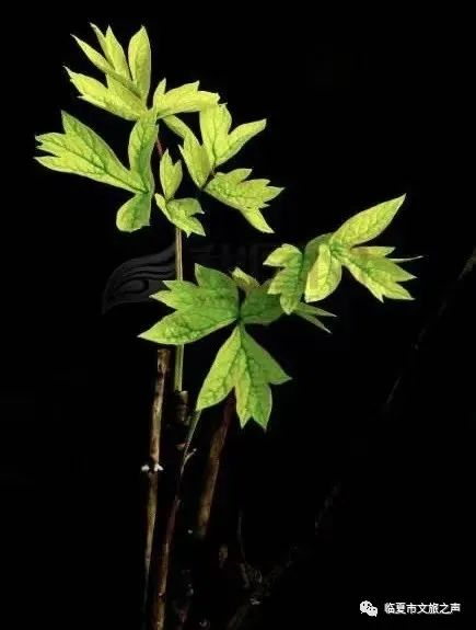 来源：临夏市文旅之声（ID：lxswlzs）