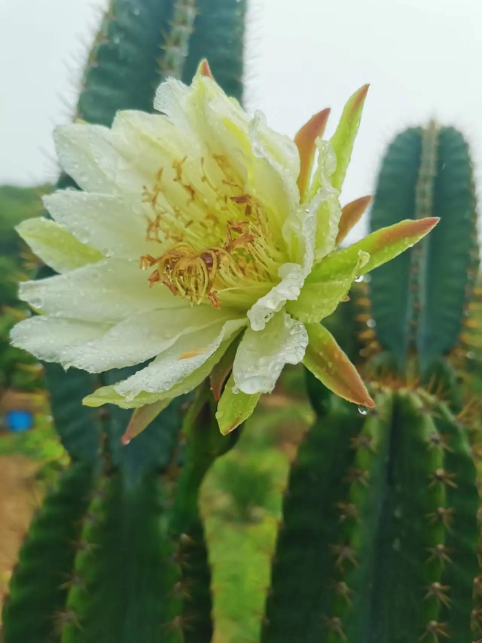 奇葩的仙人柱晚上开花太阳出来就闭合花苞下雨天终于拍到花容