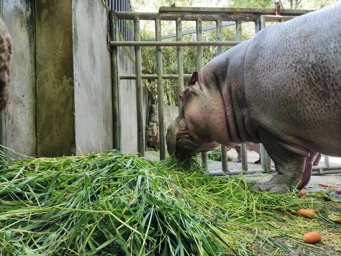 动物吃上新鲜牧草