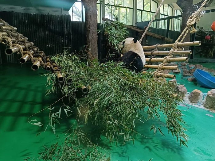 大熊猫吃上安吉竹叶