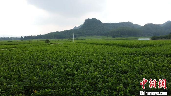 养蚕桑树种植到使用多长时间