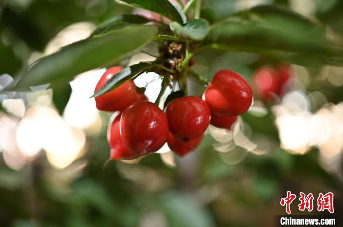 时下正是大棚樱桃成熟的时节，新鲜甜美的大樱桃走俏市场。　栾钦程 摄