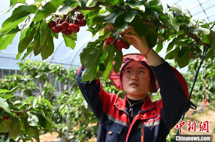 栖霞庙后镇启动“一亩示范园”项目，推动全镇大樱桃产业升级换代。　栾钦程 摄