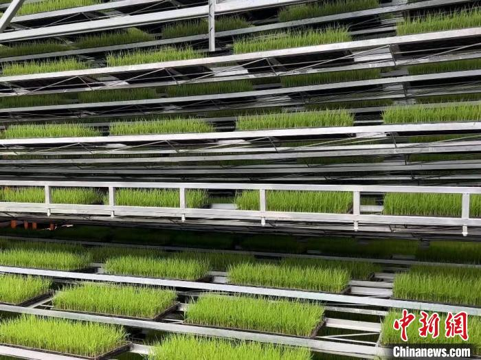 图为智能化育苗中心的育秧架。　李一璠 摄