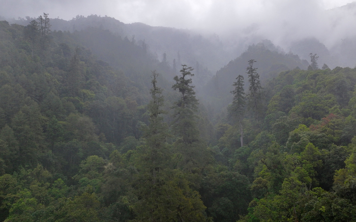 在格林村的山地雨林中有着中国最密集的70米以上巨树群落。受访者供图