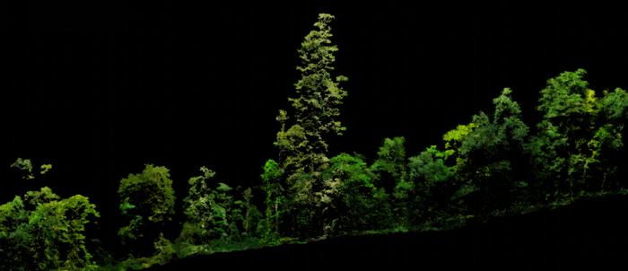 不丹松“树王”真彩色激光雷达点云图。受访者供图