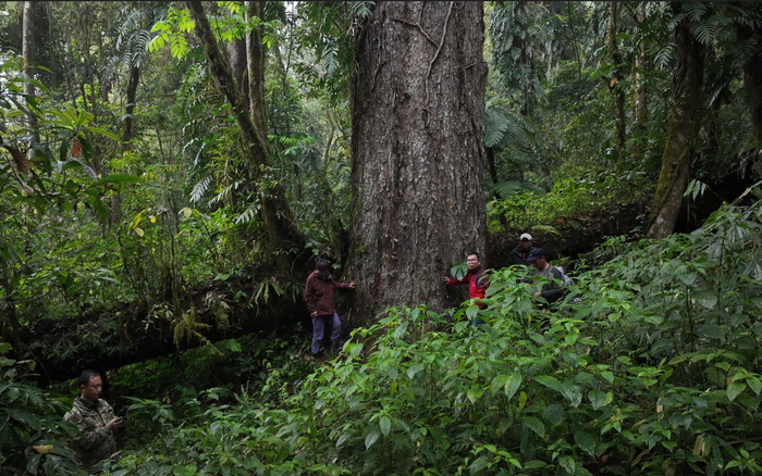 调查团队在“辛达布”所在的山地雨林开展测量工作。受访者供图