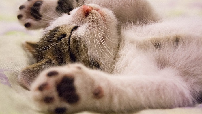 图片来源：Pexels-Pixabay