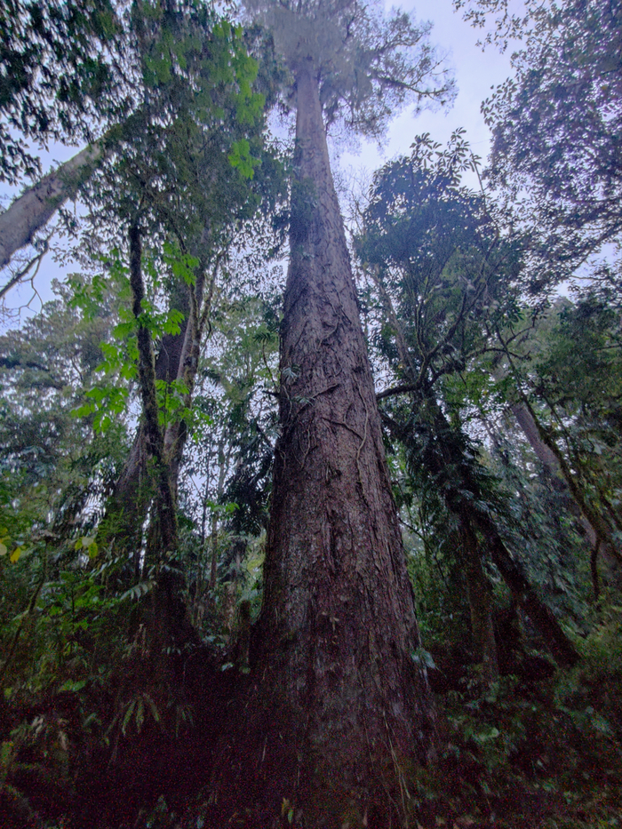 ▲从树根部位仰视不丹松“辛达布”。受访者供图