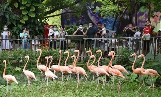 ▲图说：5月2日，市民游客前往深圳野生动物园游览。（来源：深圳野生动物园）