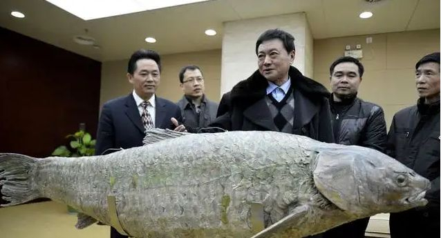 青鱼是“四大家鱼”中长得最快的吗?最大能长到多大?为什么?