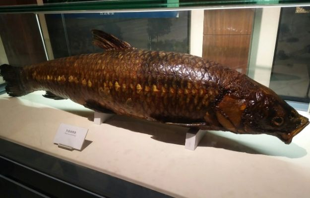 青鱼是“四大家鱼”中长得最快的吗?最大能长到多大?为什么?