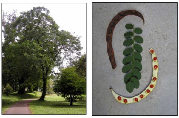 马来西亚新山市苏丹皇家公园栽植的古典相思及其红豆、荚果、叶子（赖瑞和生前提供）