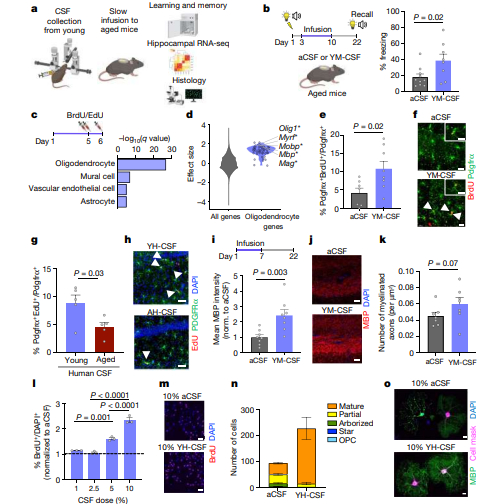 年轻小鼠的脑脊液可增强老年小鼠的记忆力。图片来源：《自然》在线版