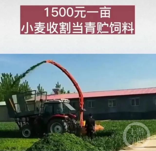 ▲少数饲料厂以1500元/亩的价格收购灌浆期的小麦。图片来源/视频截图