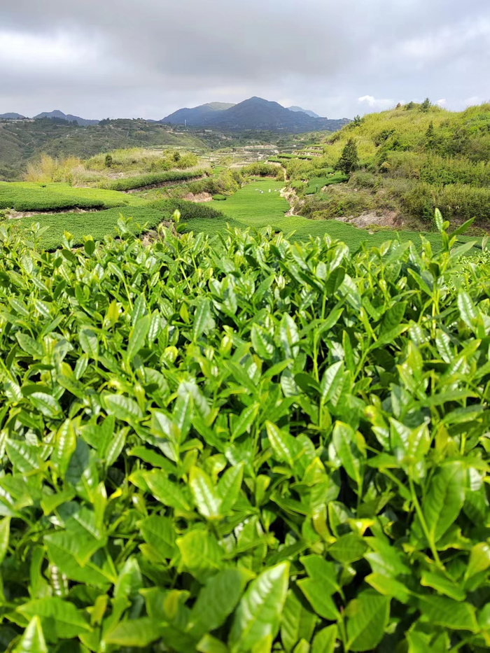 全国首片卖出“空气”的茶园。 受访者供图