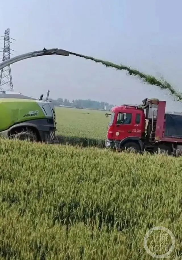 ▲少数饲料厂以1500元/亩的价格收购灌浆期的小麦。图片来源/视频截图