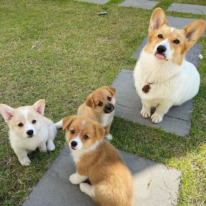 柯基妈妈生了三个宝宝,狗爸慌了!__财经头条