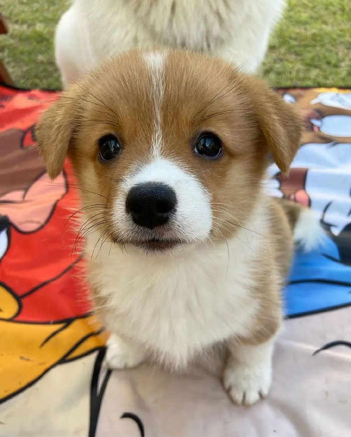 柯基妈妈生了三个宝宝,狗爸慌了!__财经头条