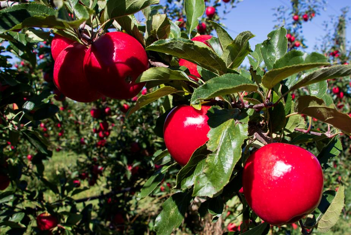 *新西兰Premier Star超级星星苹果拥有得天独厚的生长环境