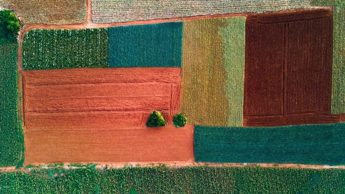 △菠萝园构成彩色地毯。/图虫