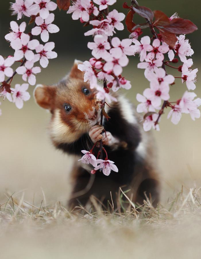 奥地利野生动物摄影师julian rad镜头下的野生仓鼠91