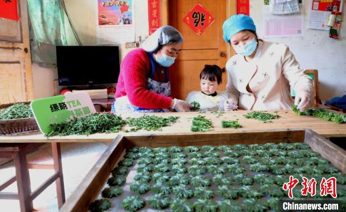 歙县汪满田村村民制作“黄山绿牡丹”茶 “时节造物”团队供图