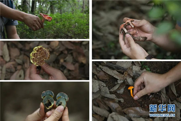 吴刚收获不错，找到了不少菌子，其中右下角的绒盖金牛肝菌，是他命名并发表的野生菌新种。（新华网 王奇旺/摄）