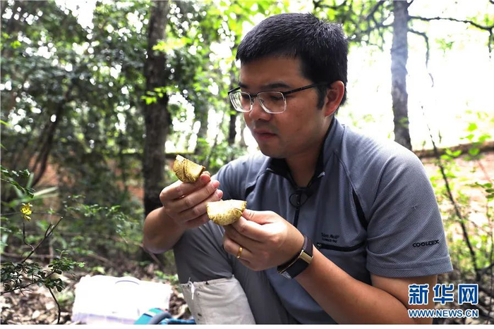 图为吴刚在林间采集野生菌标本。（新华网 赵普凡/摄）