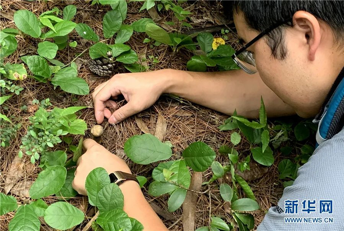 图为吴刚在草丛中发现一朵小小的野生菌。（新华网 赵普凡/摄）