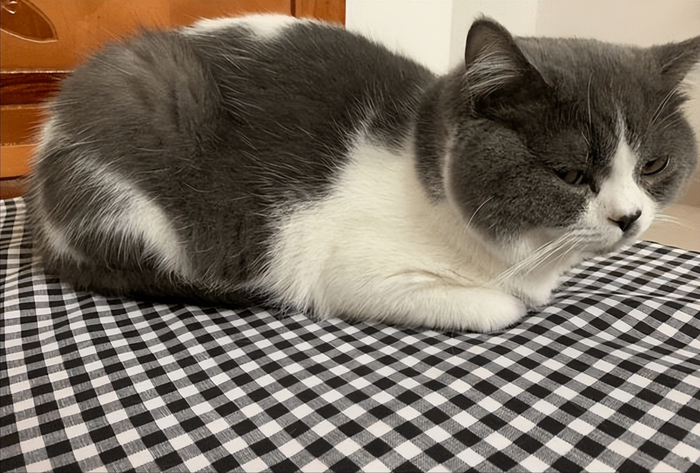 猫咪“揣手手”的5个含义