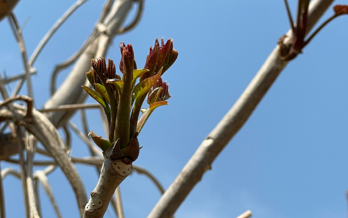 高口红椿/资料图