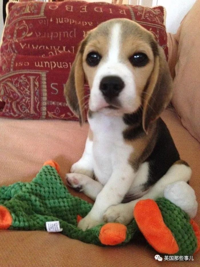 比格犬铲屎官被称为“忍人”？这种天使面孔的狗子，太能折腾了！