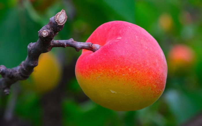 海淀玉巴达杏。受访者供图