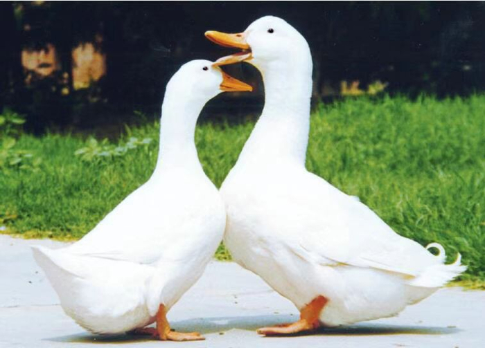 北京鸭。受访者供图