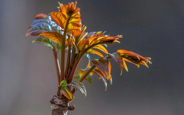 上方山香椿。受访者供图