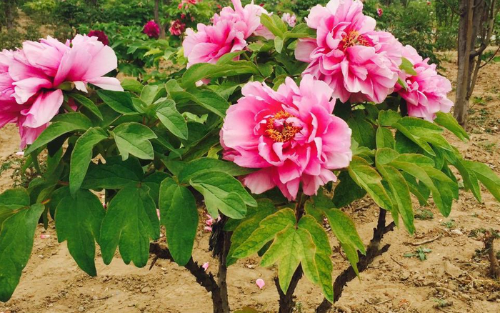 花乡牡丹。受访者供图