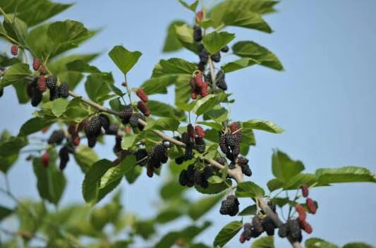 安定桑椹。受访者供图