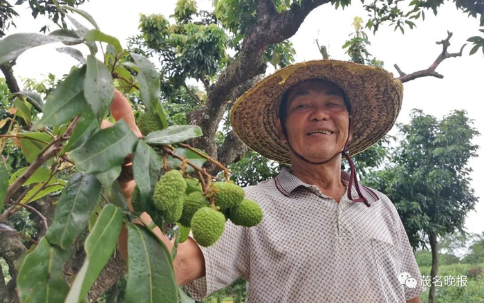 赖金兰常年扎根禄段古荔园，精心管理古荔枝树。