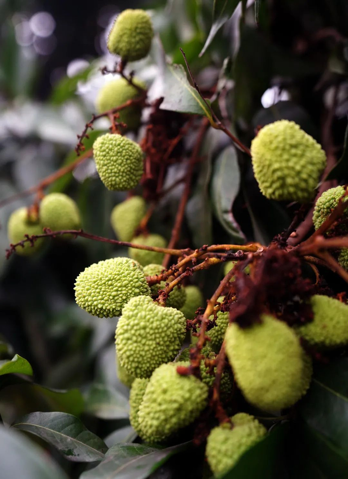 △最先成熟的妃子笑品种将在端午节前后上市。