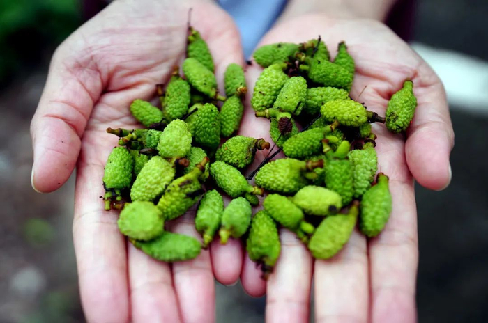 △西丽果场工作人员双手捧起洒落一地的幼果。