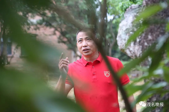 何泽华对家门前的古荔枝树了如指掌。