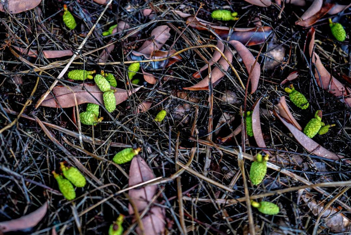 △强降雨将荔枝幼果击打在地面。