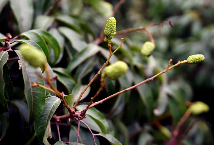 △正常的糯米滋品种幼果。