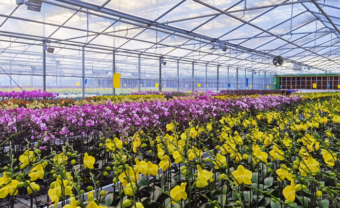 位于昆明市晋宁区宝丰镇现代花卉产业园的蝴蝶兰培育基地  科技日报记者赵汉斌摄