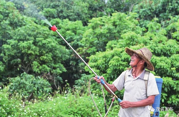 赖金兰管理荔枝树。