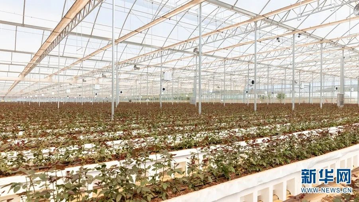 占地158亩的无土栽培单体大棚 李浩 摄
