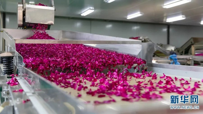 玫瑰花分拣  李浩 摄